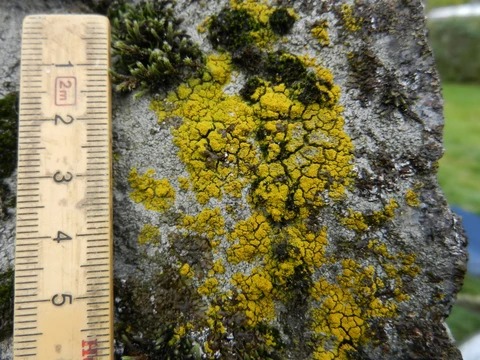 Der er mange mos- og lavarter på Lundestenen