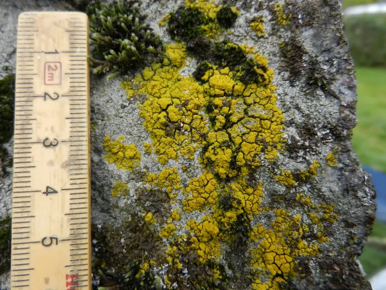 Der er mange mos- og lavarter på Lundestenen