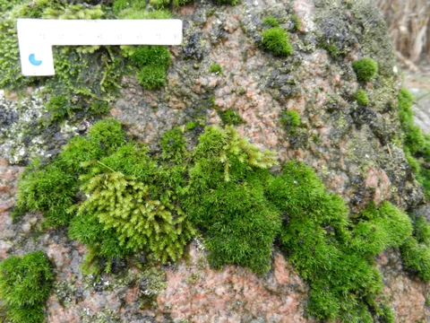 Mos på Kæmpesten Oreby