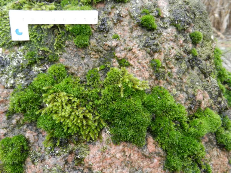 Mos på Kæmpesten Oreby