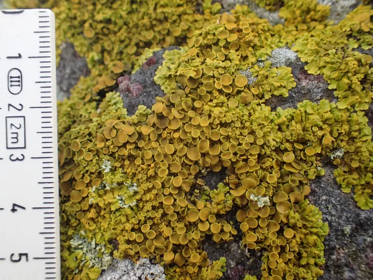 Den smukke gule Kyst-Væggelav, Xanthoria aureola.