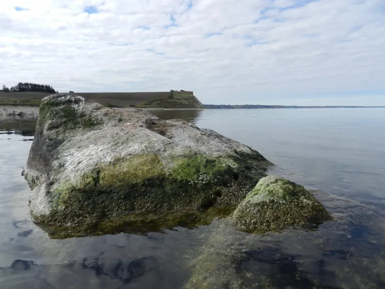 den røde galt tæt på