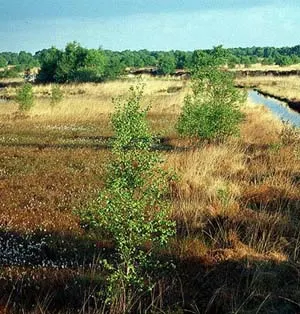 Udsigt over Kongens Mose set fra fugletårnet