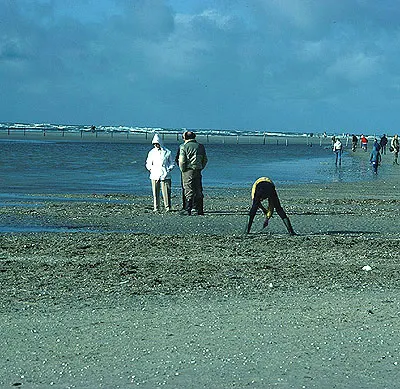 Ravjægere ved stranden