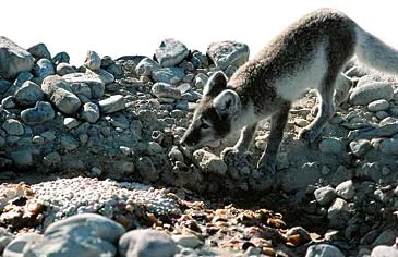 Polarræven er altædende og har en forbløffende tilpasningsevne.