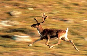 Rensdyr på farten.