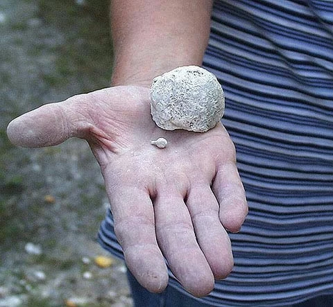 Fossiler i Karlstrup Kalkgrav