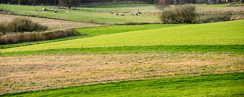 Green fields
