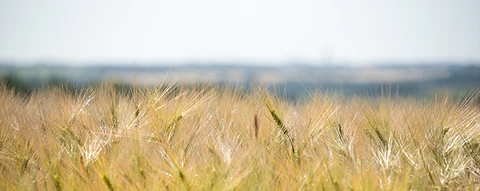 wheats field