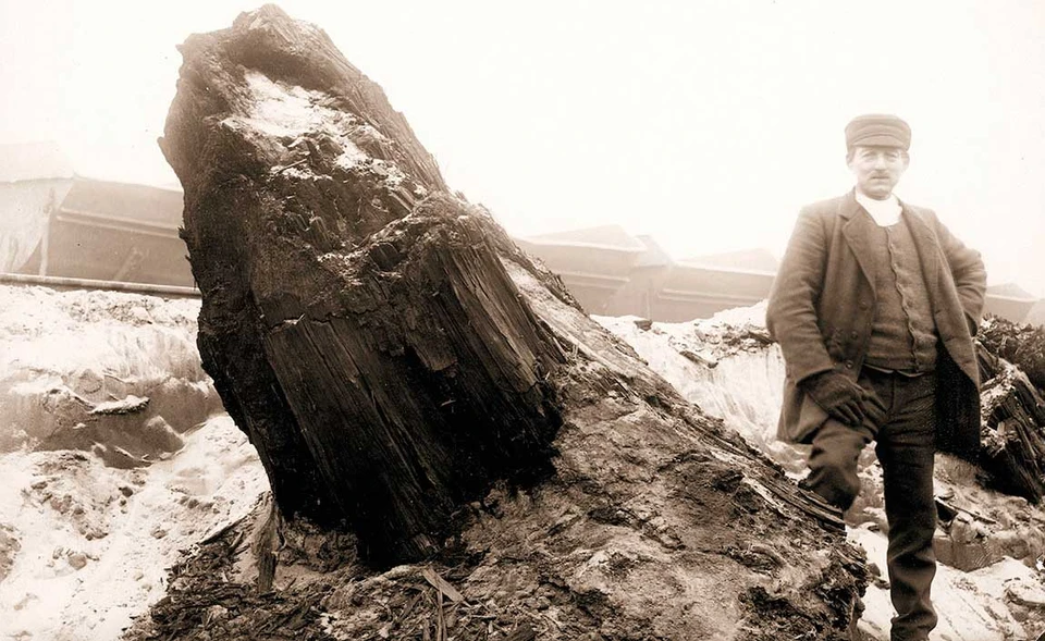 Fossil træstub af rødtræ