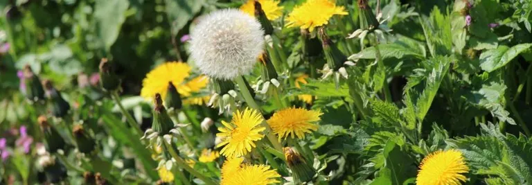 Bannerfoto - blomster