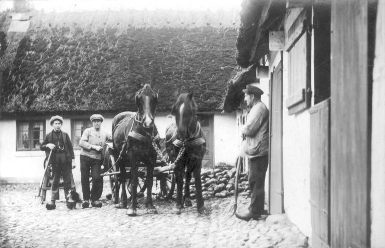 Der blev arbejdet på akkord i roerækkerne på Højbjerggaard. Her er det dog roekørsel på Østergård i Ågerup i 1930.