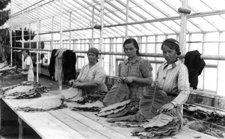 Det var kvinderne fra Søborg by og omegn, der tog arbejde i tobaksmarkerne. Billederne fremstiller en munterhed, når kvinderne sammen plantede, hakkede, lugede og høstede. Og efterfølgende sorterede og hængte bladene til tørre i tørreladerne.