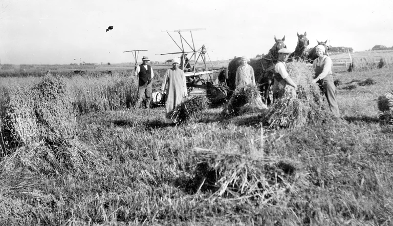 Høsten er i gang med selvbinder, ca. 1930’erne