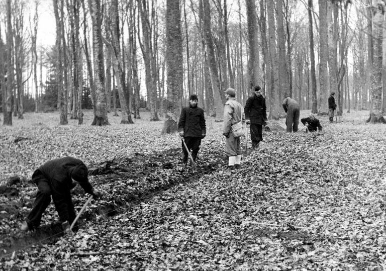 Militærnægtere på arbejde i skoven, hvor de blandt andet gravede rander, 1954.
