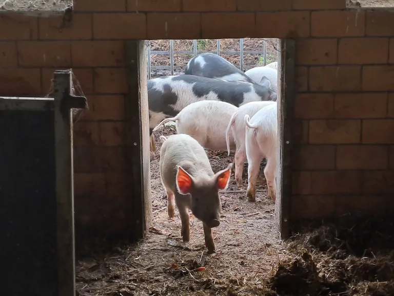 Grise i en stald på Sølager