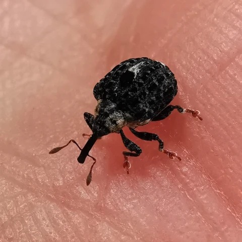 Snudebille Cionus Tuberculosus
