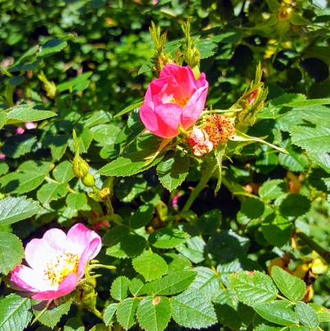 Æblerose