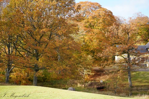 Tolne Skovpavillon
