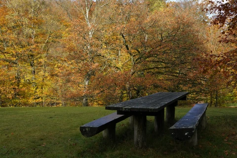 Plads til picnic