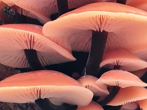 Gul fløjlsfod