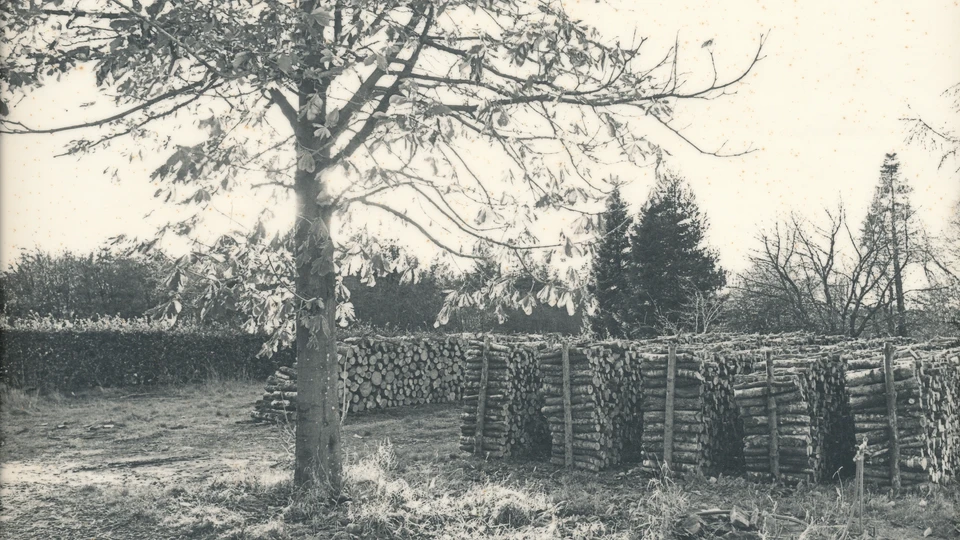 Billedet viser Skovbrug i Tolne Skov, ukendt år