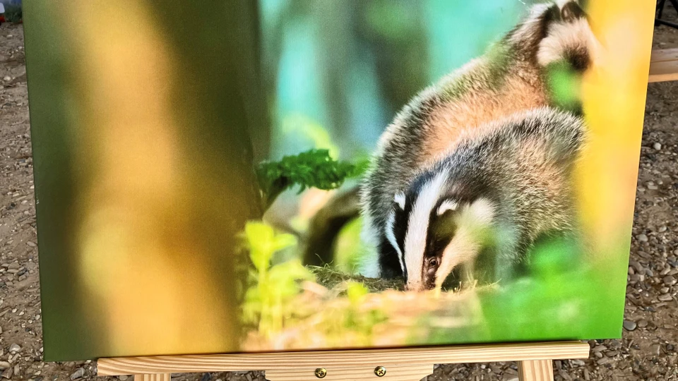 Billede af Naturfotografi, som man kan vinde