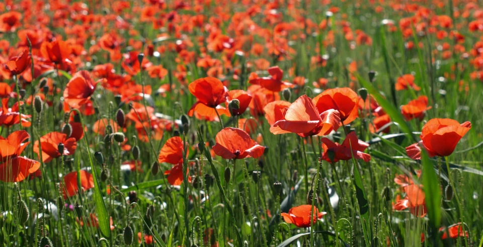 Where have all the flowers gone