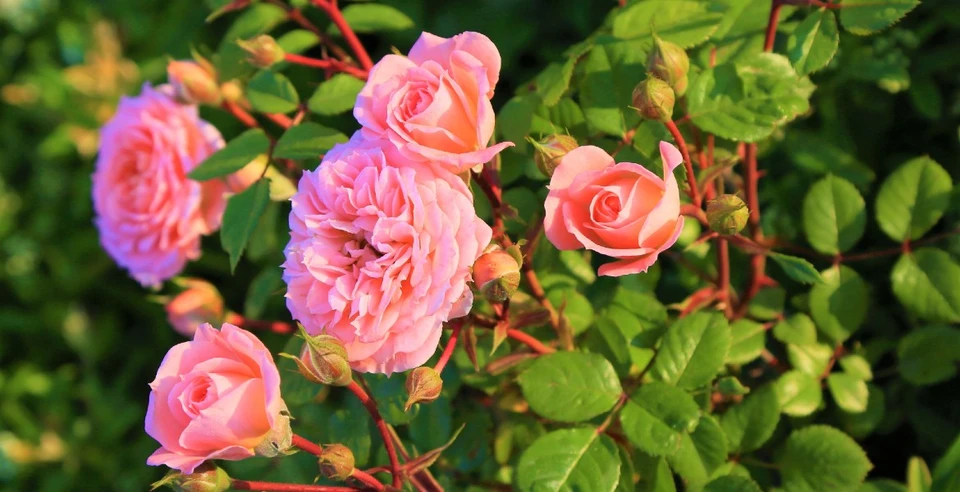Rosen blusser alt i Danas have