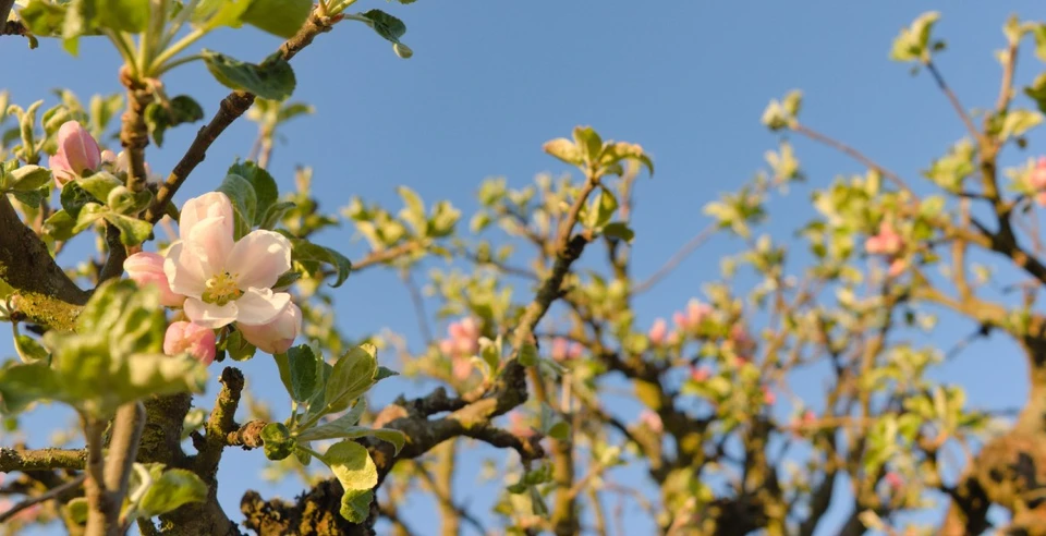 Fyldt med blomster blusser