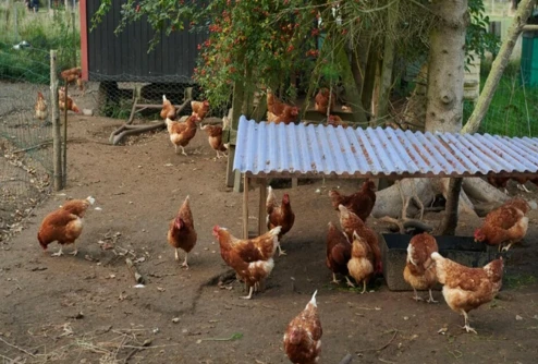 billede af høns i en hønsegård