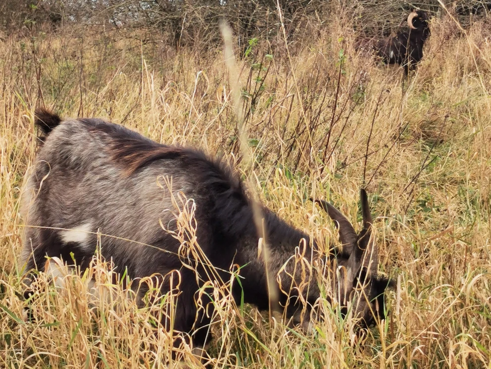 to geder der græsser på Holbæk Fælled