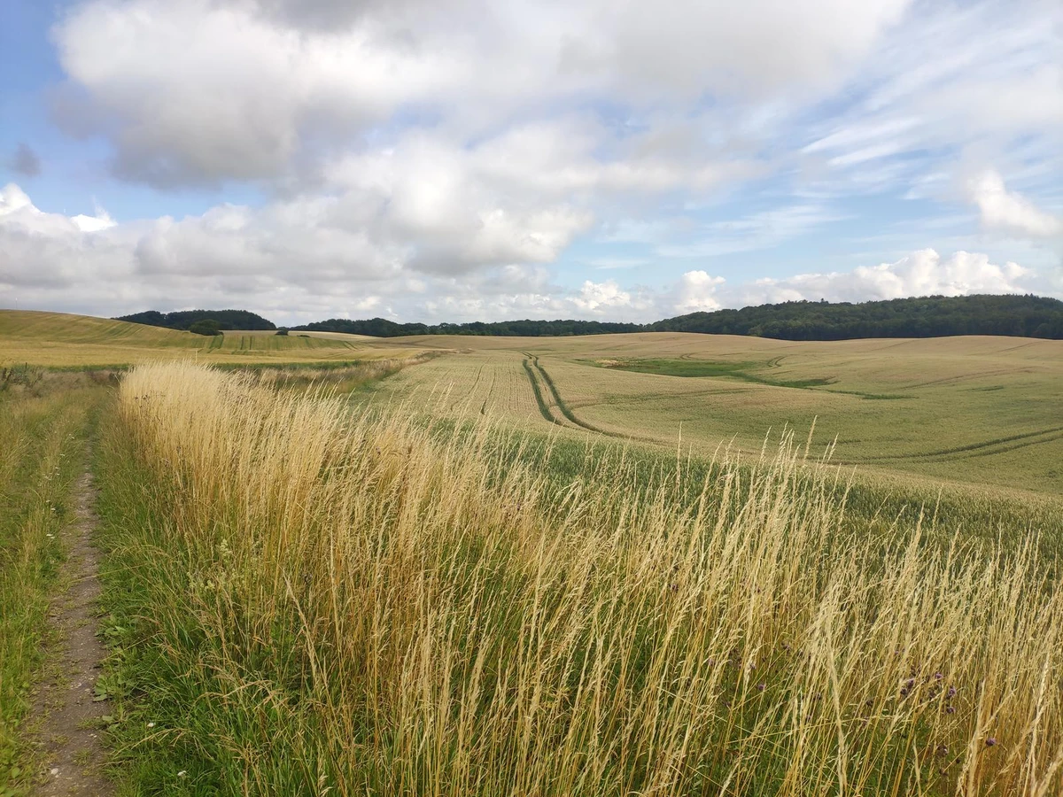 Skellingsted området