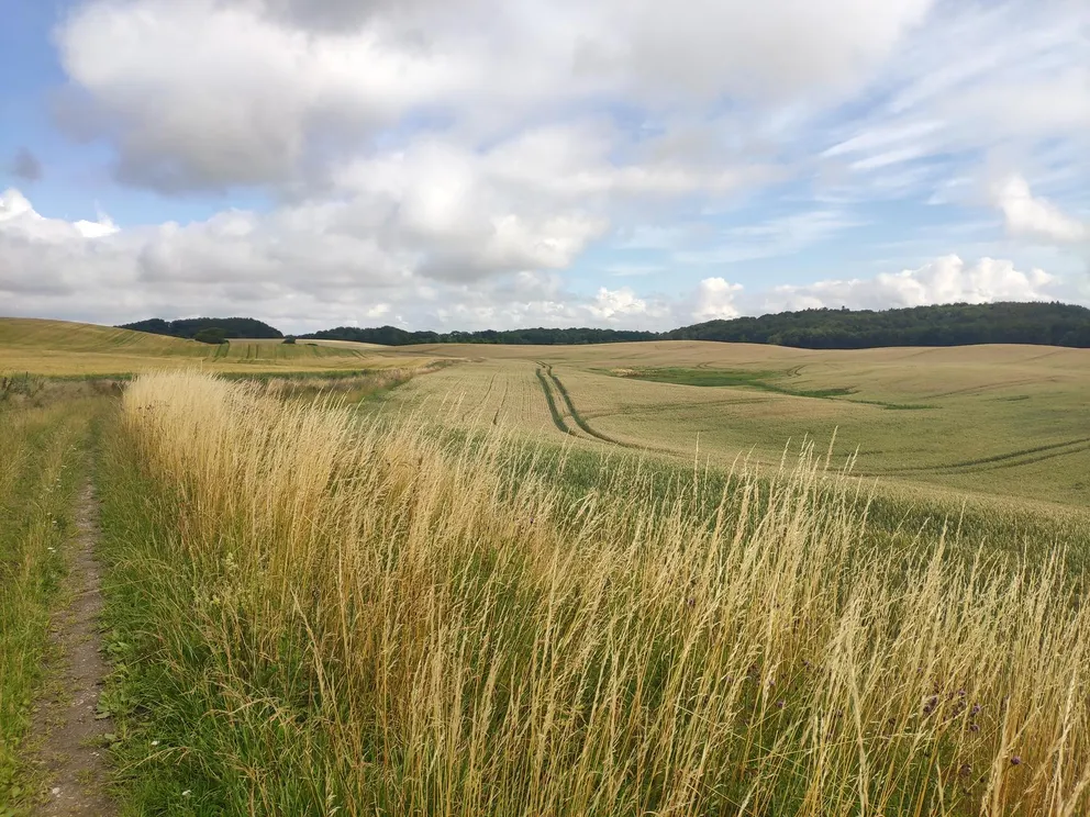 Skellingsted området