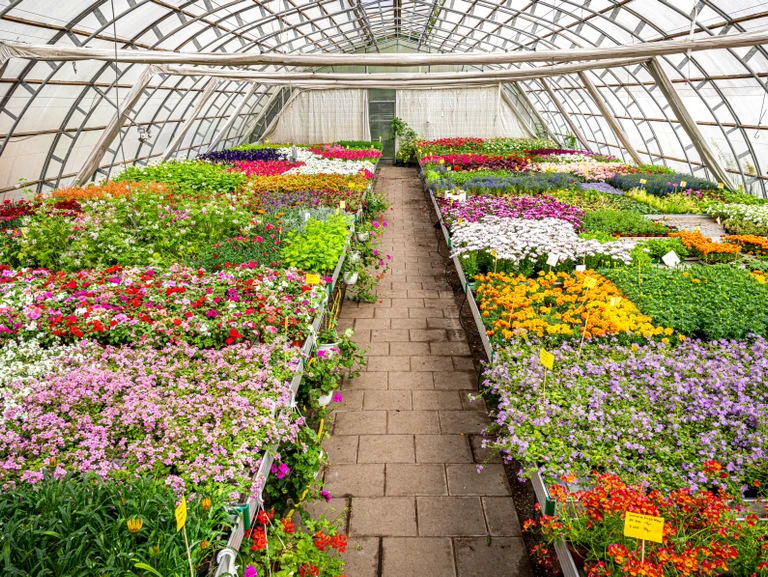 Billede fra væksthuset med blomster