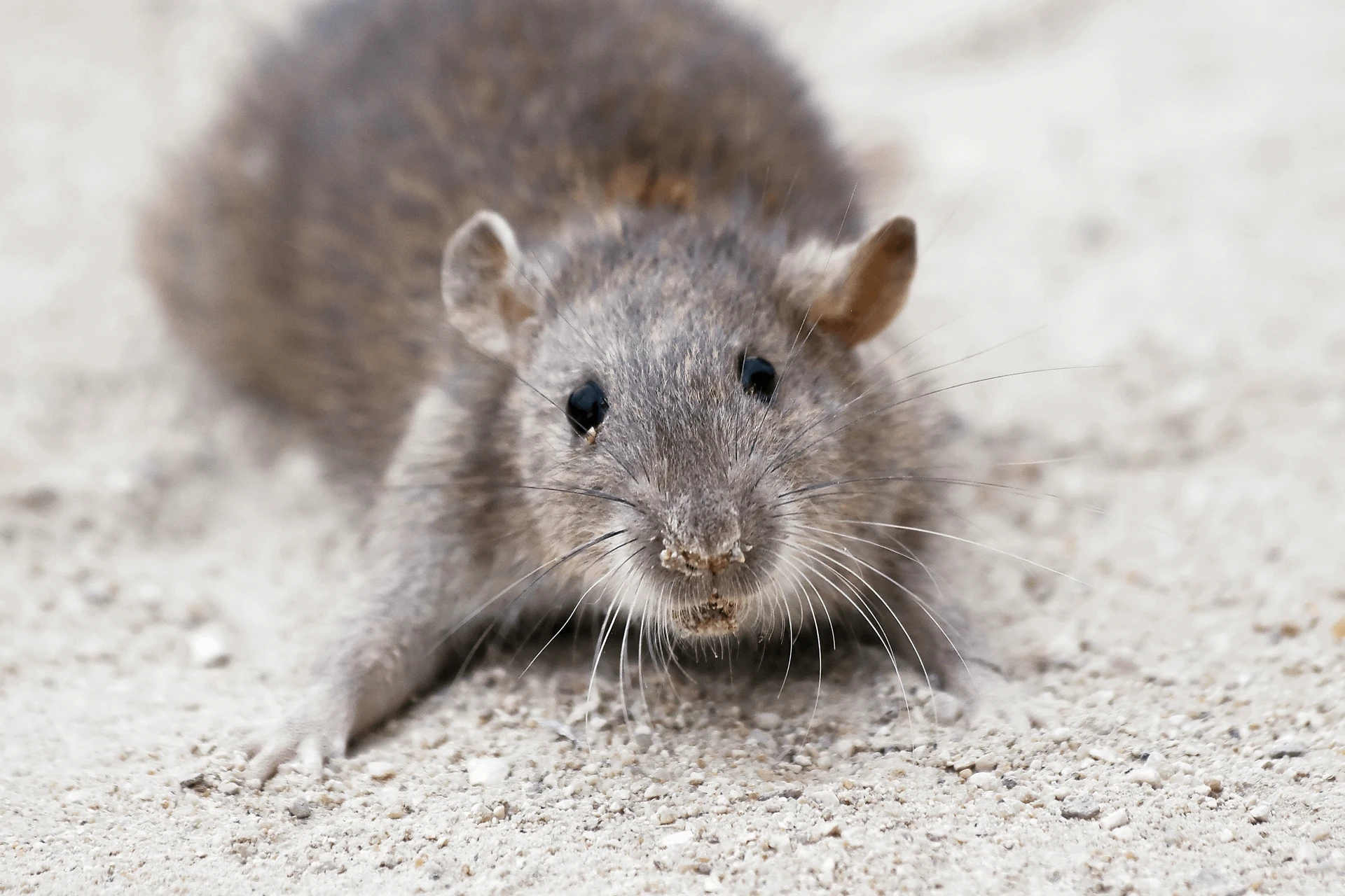 rotte