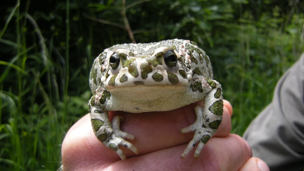 Billedet viser en grønbroget Tudse. Tudsen er hvid med olivengrønne pletter