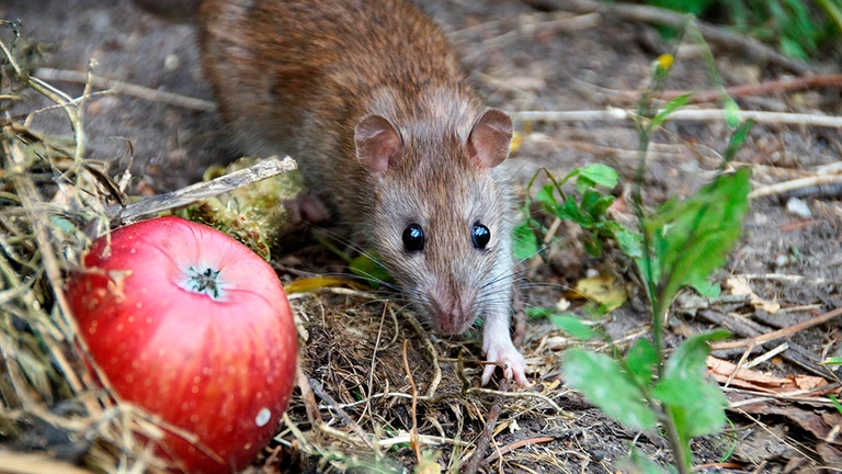 Rotte og æble på jorden