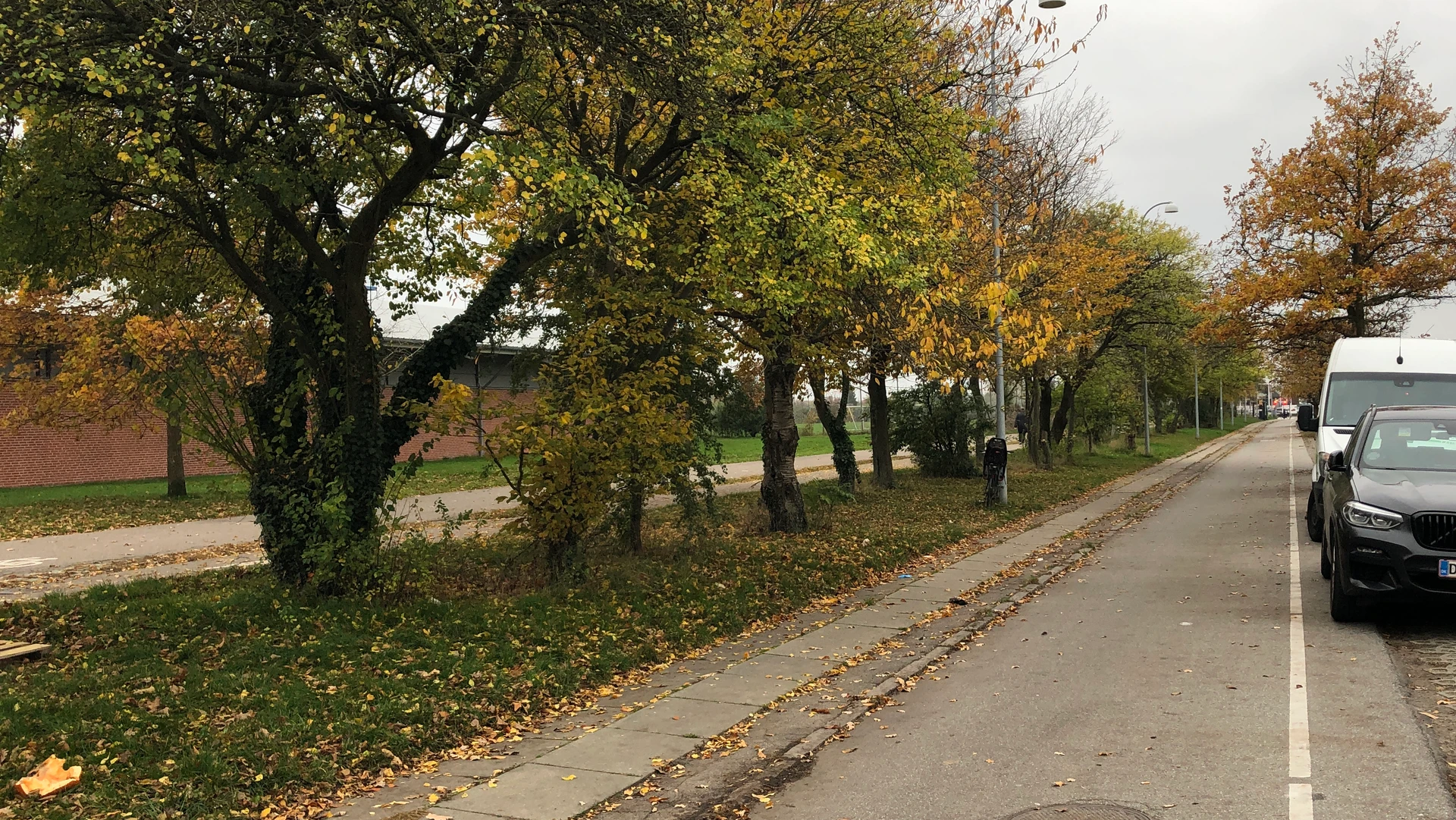 Træer ved Frihedens Idrætscenter langs med Gammel Køge Landevej