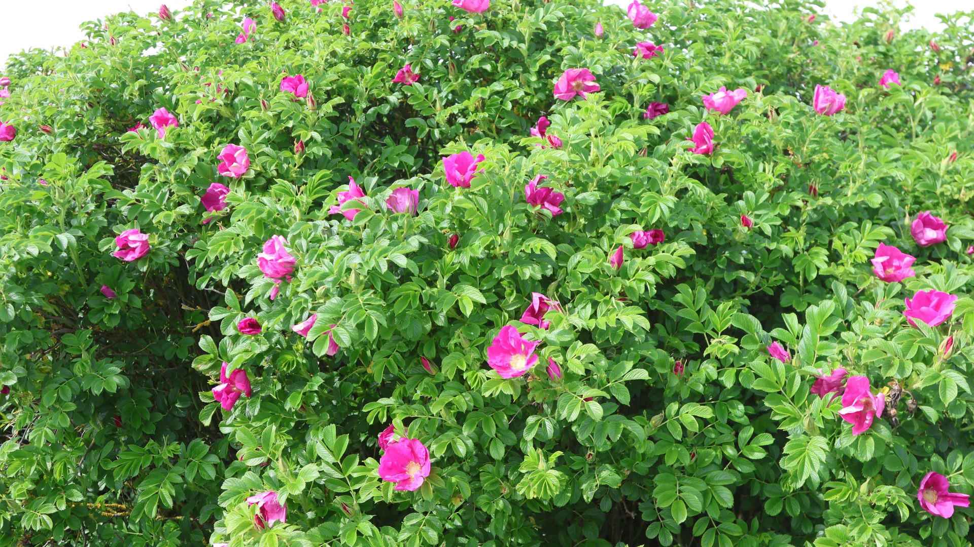 Rynket rose