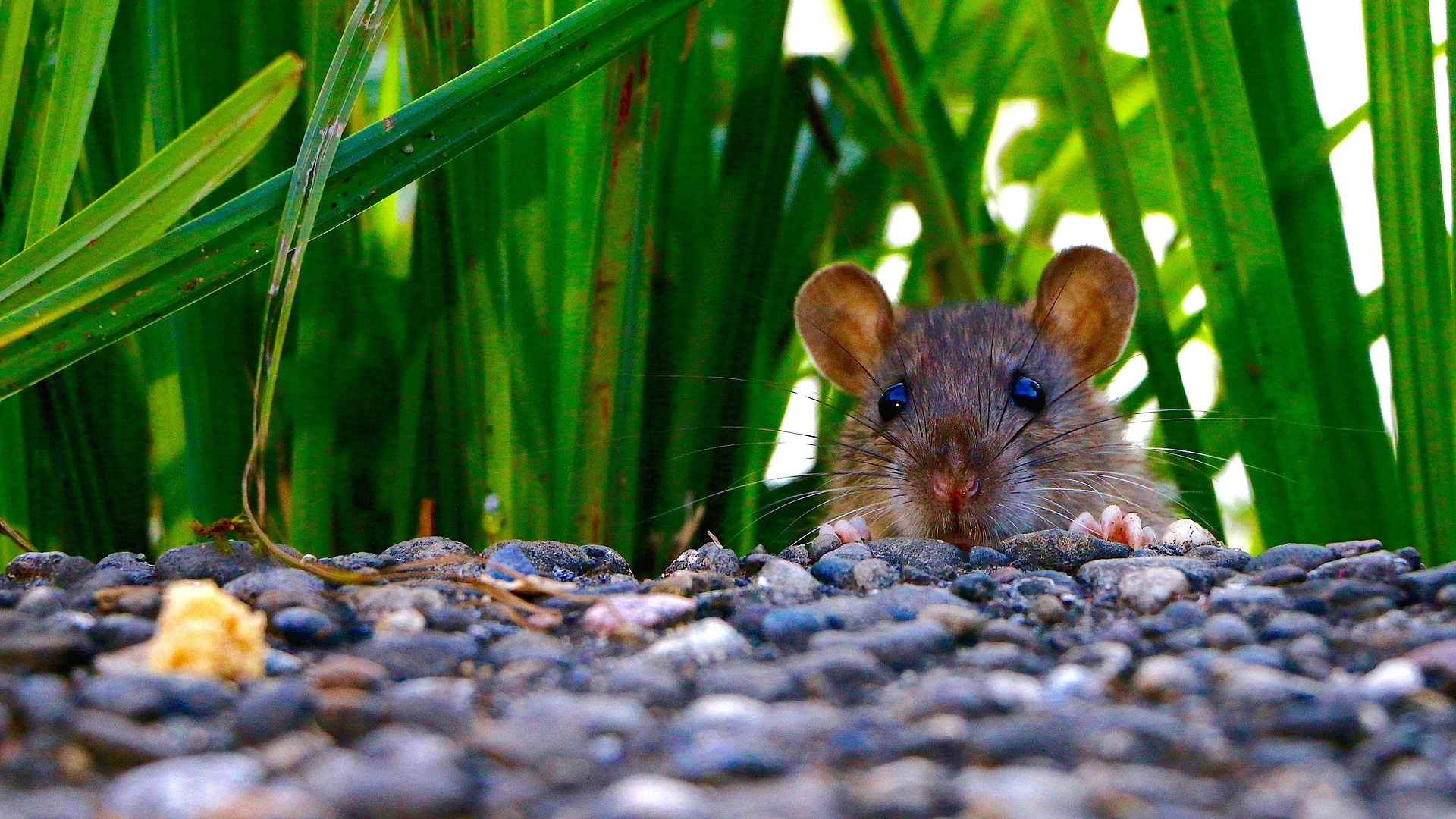 Rotte