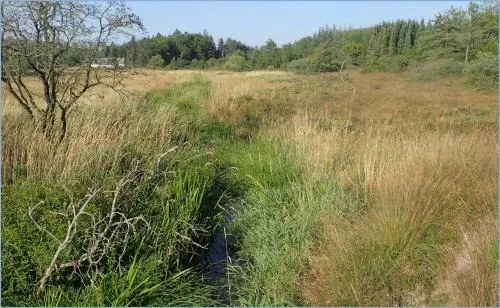 Bæk i Kjærdal