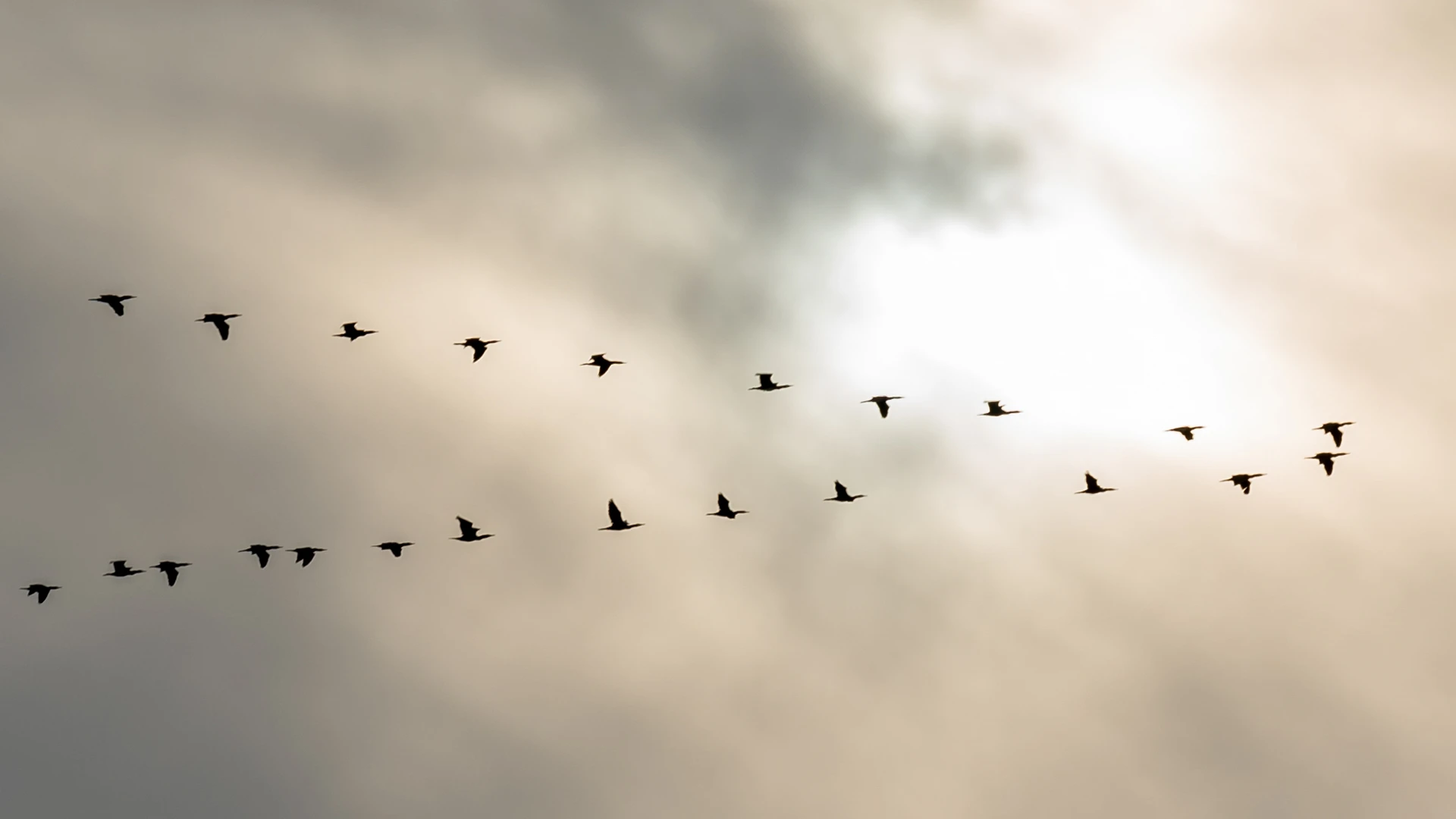 Fugletræk. Formation af fugle på himmel med dramatiske skyer