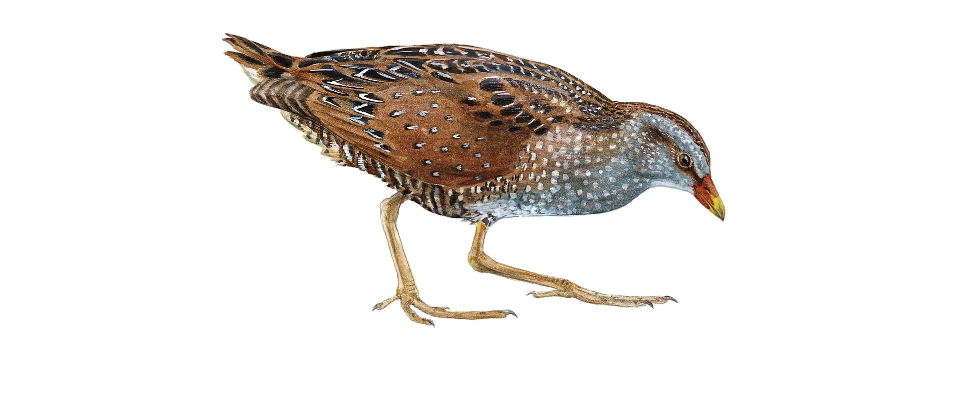 Spotted crake