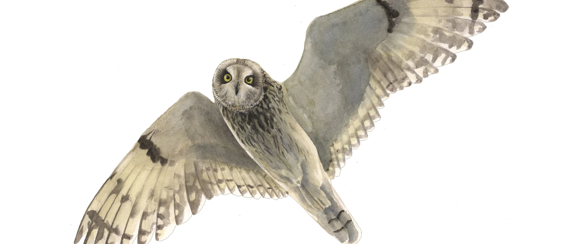 Short-eared owl