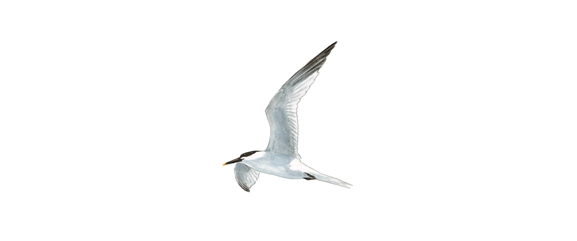 Sandwich tern