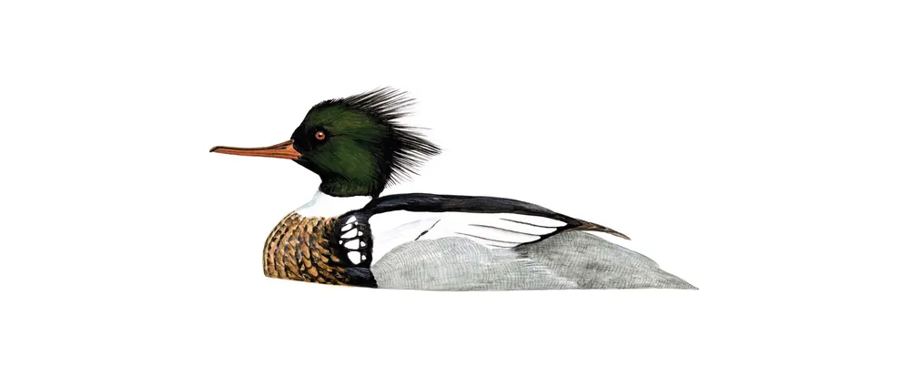 Red-breasted merganser