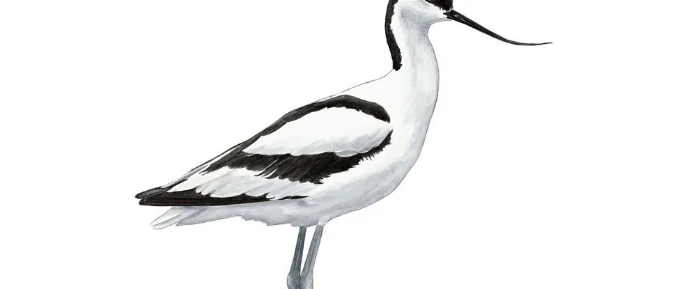 Pied avocet