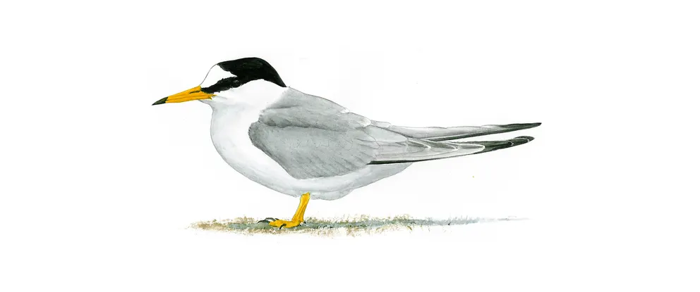 Little tern