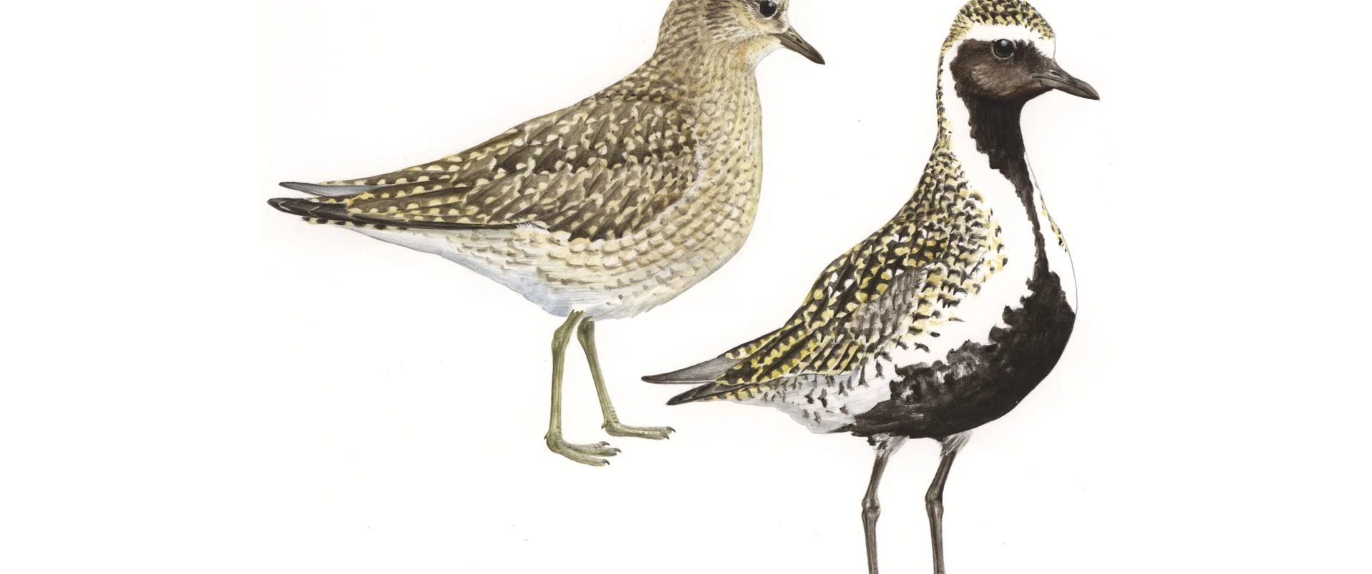 European golden plover